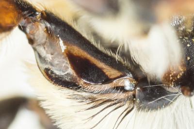  Megachile maritima (Kirby, 1802)