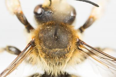  Megachile maritima (Kirby, 1802)