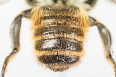  Megachile maritima (Kirby, 1802)