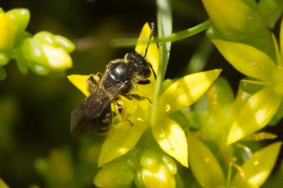  Andrena Fabricius, 1775