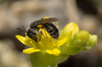  Andrena Fabricius, 1775