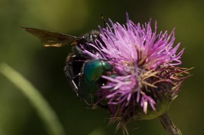 Abeille charpentière, Xylocope violet Xylocopa violacea (Linnaeus, 1758)