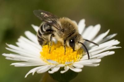  Colletes similis Schenck, 1853