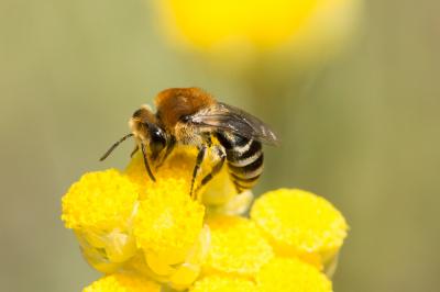  Colletes similis Schenck, 1853