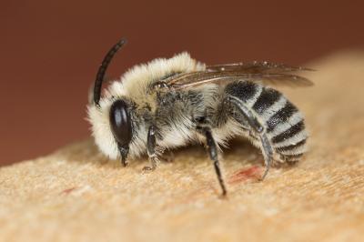  Colletes similis Schenck, 1853