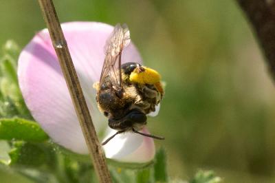  Andrena Fabricius, 1775