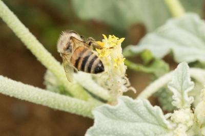 Abeille domestique, Abeille européenne, Abeille me Apis mellifera Linnaeus, 1758