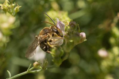  Halictus rubicundus (Christ, 1791)