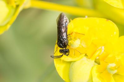  Sterictiphora Billberg, 1820