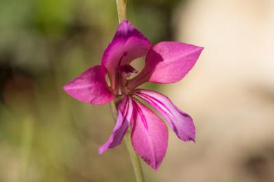 Glaïeul douteux Gladiolus dubius Guss., 1832