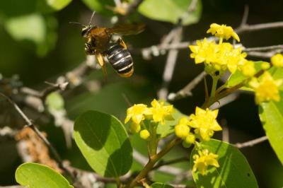  Andrena limbata Eversmann, 1852