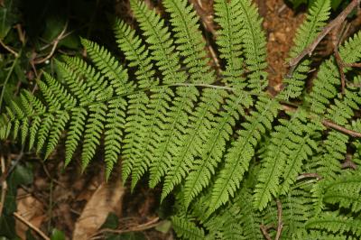 Fougère femelle, Polypode femelle Athyrium filix-femina (L.) Roth, 1799