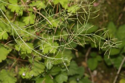 Arabette de thalius, Arabette des dames Arabidopsis thaliana (L.) Heynh., 1842