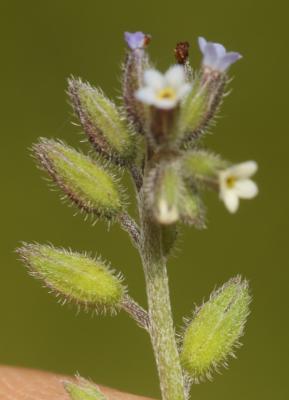 Myosotis douteux Myosotis discolor subsp. dubia (Arrond.) Blaise, 1972