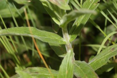 Épilobe à petites fleurs Epilobium parviflorum Schreb., 1771