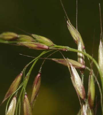 Fromental élevé, Ray-grass français Arrhenatherum elatius (L.) P.Beauv. ex J.Presl & C.Presl, 1819