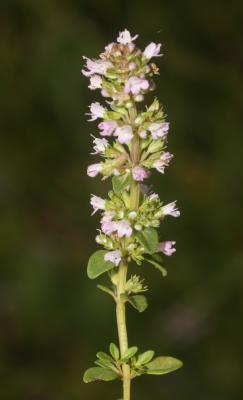 Thym commun, Thym faux Pouliot Thymus pulegioides L., 1753