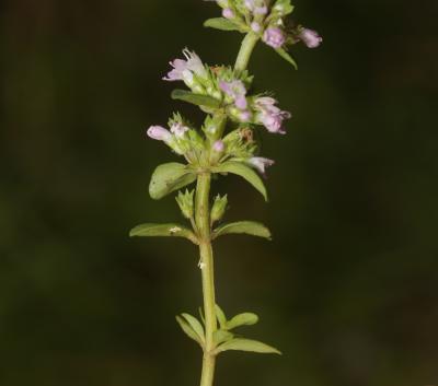 Thym commun, Thym faux Pouliot Thymus pulegioides L., 1753