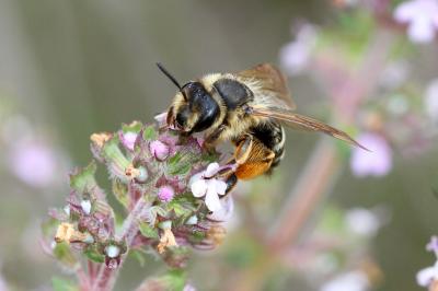  Andrena flavipes Panzer, 1799