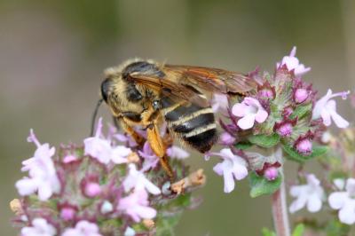  Andrena flavipes Panzer, 1799