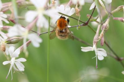 Bourdon des champs Bombus pascuorum (Scopoli, 1763)