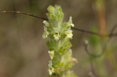 Crapaudine d'Endres, Crapaudine du Roussillon Sideritis endressii Willk., 1859