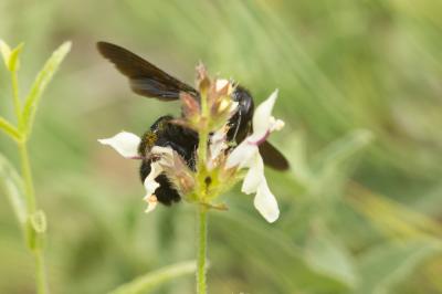 Xylocope irisé Xylocopa iris (Christ, 1791)