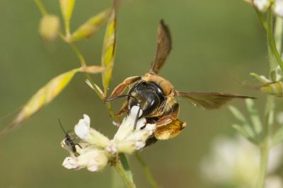  Andrena limbata Eversmann, 1852