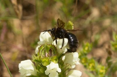 Xylocope irisé Xylocopa iris (Christ, 1791)