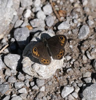 Gorgone (La) Lasiommata petropolitana (Fabricius, 1787)