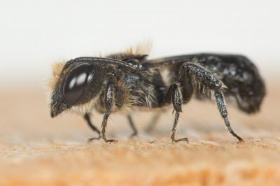  Osmia scutellaris Morawitz, 1868