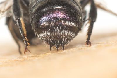  Osmia submicans Morawitz, 1870