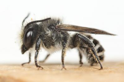 Mégachile du rosier, Abeille découpeuse Megachile centuncularis (Linnaeus, 1758)