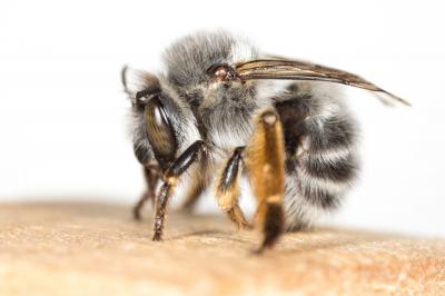 Anthophore à tarses gonflés Anthophora dispar Lepeletier, 1841