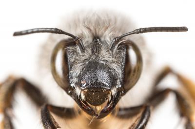 Anthophore à tarses gonflés Anthophora dispar Lepeletier, 1841