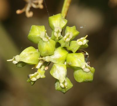 Maceron cultivé Smyrnium olusatrum L., 1753