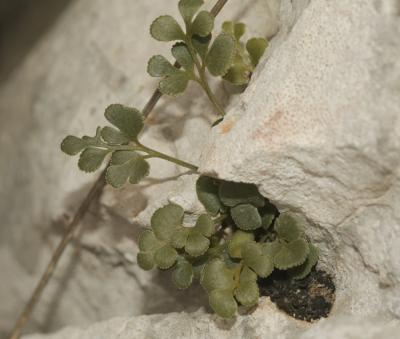 Doradille rue des murailles, Rue des murailles Asplenium ruta-muraria L., 1753