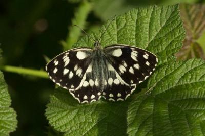 Demi-Deuil (Le), Échiquier (L'), Échiquier commun  Melanargia galathea (Linnaeus, 1758)