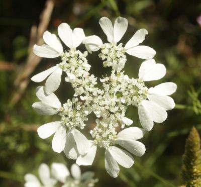 Caucalis à grandes fleurs Orlaya grandiflora (L.) Hoffm., 1814