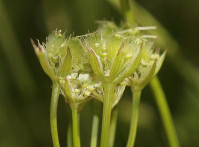 Caucalis à grandes fleurs Orlaya grandiflora (L.) Hoffm., 1814