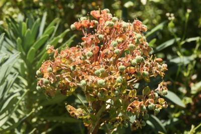 Euphorbe des vallons Euphorbia characias L., 1753