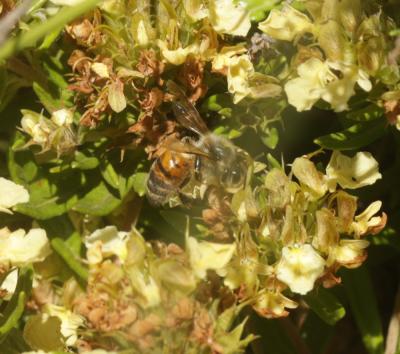 Abeille domestique, Abeille européenne, Abeille me Apis mellifera Linnaeus, 1758