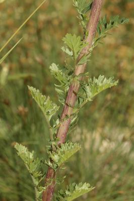 Herbe de saint Jacques Jacobaea vulgaris Gaertn., 1791