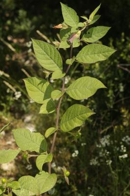 Belladone, Bouton-noir Atropa belladonna L., 1753