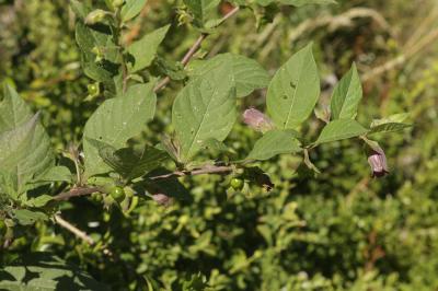 Belladone, Bouton-noir Atropa belladonna L., 1753