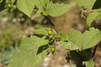 Belladone, Bouton-noir Atropa belladonna L., 1753