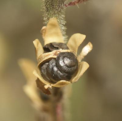 Linaire simple Linaria simplex (Willd.) DC., 1805