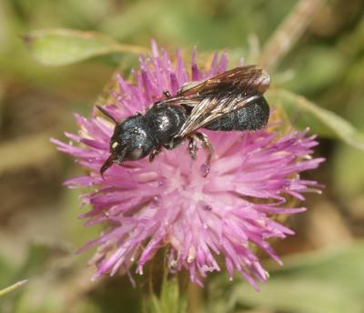 Cératine précieuse Ceratina chalcites Germar, 1839