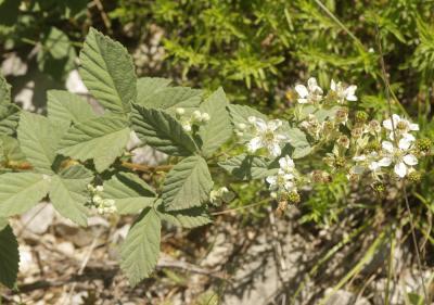 Ronce blanchâtre Rubus canescens DC., 1813