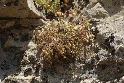 Saponaire faux-basilic Saponaria ocymoides L., 1753